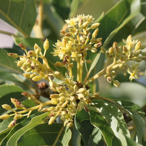 Avocado Tree - Azucar