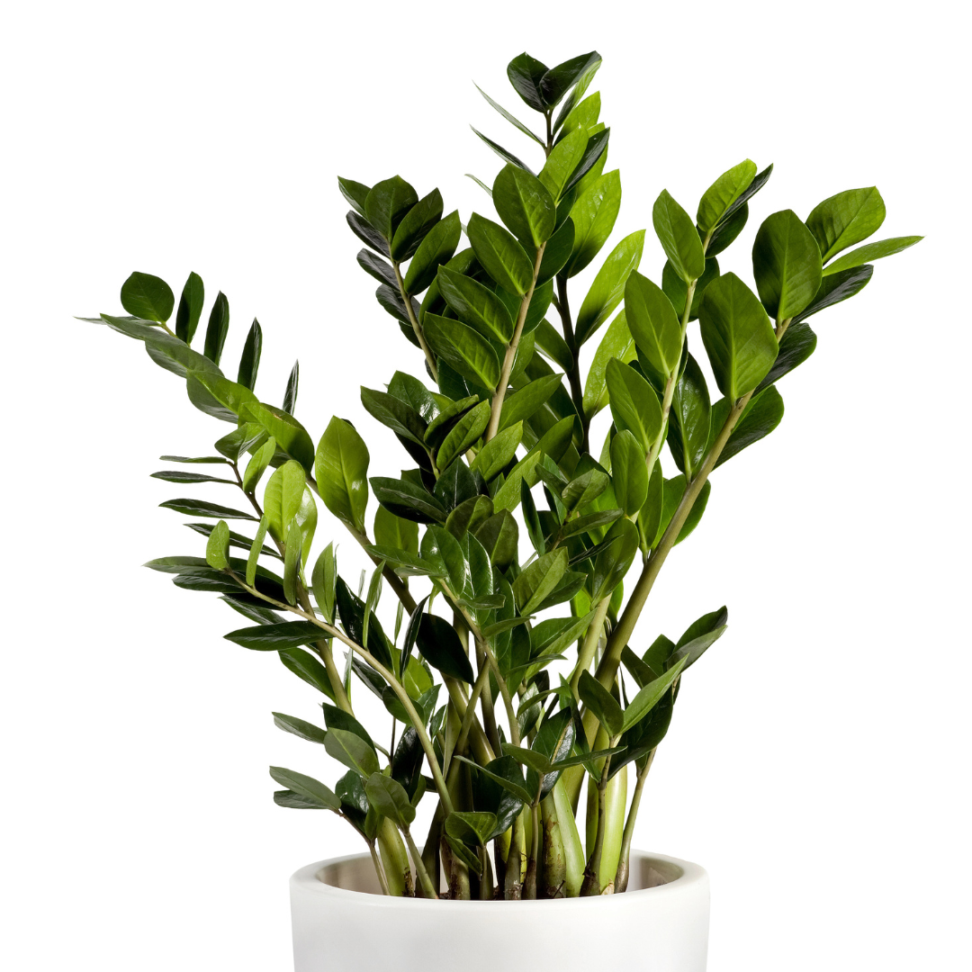 Money Tree-Green 