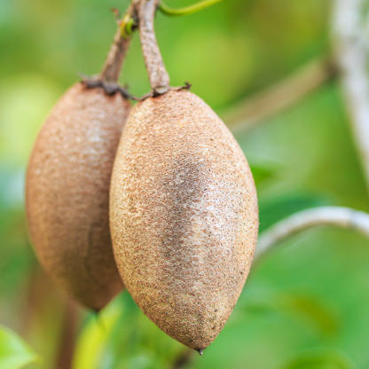 Sapota Tree - Sapodilla