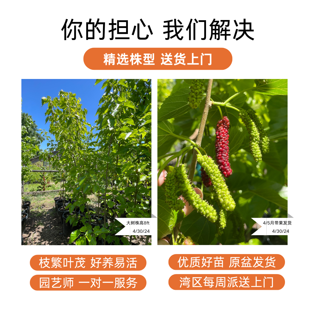 Mulberry Tree - Long Fruit Mulberry