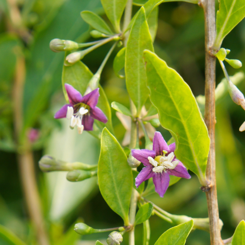 Goji Berry