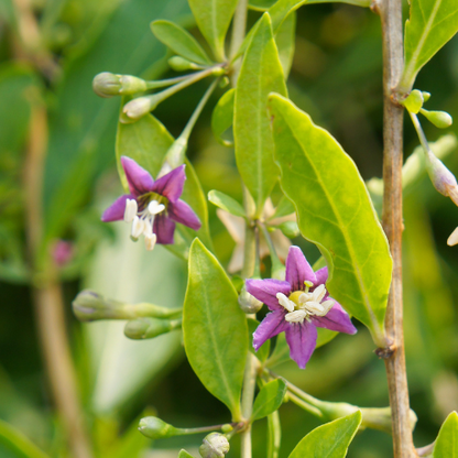 Wolfberry Tree-Ningxia Wolfberry