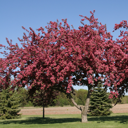 Begonia tree - Hongxia Begonia