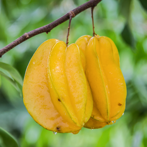 Carambola Tree - Fengxiang, Thailand