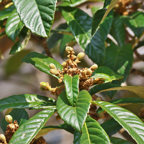 Loquat Tree-Golden Nugget Loquat