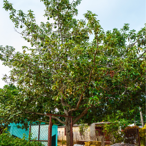 Fuerte Avocado