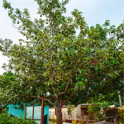 Avocado Tree-Fort