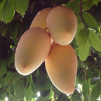 Nam Doc Mai Mango