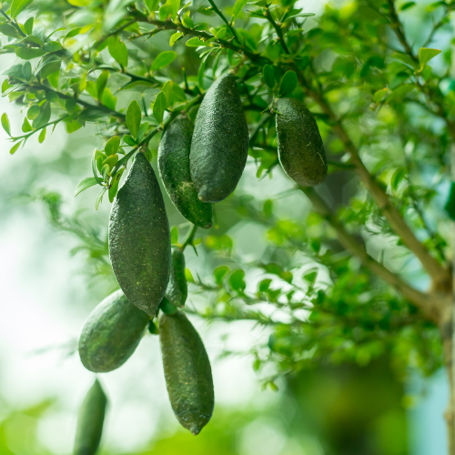 Australian Finger Lime
