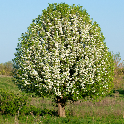 Sichuan Pear Flower Tree-Evergreen Pear