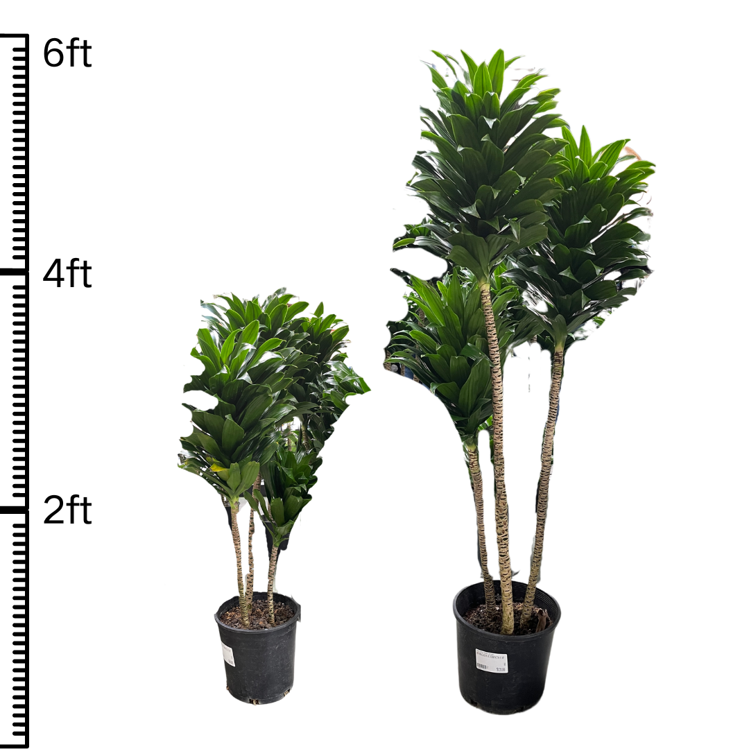 Dracaena JC Compacta