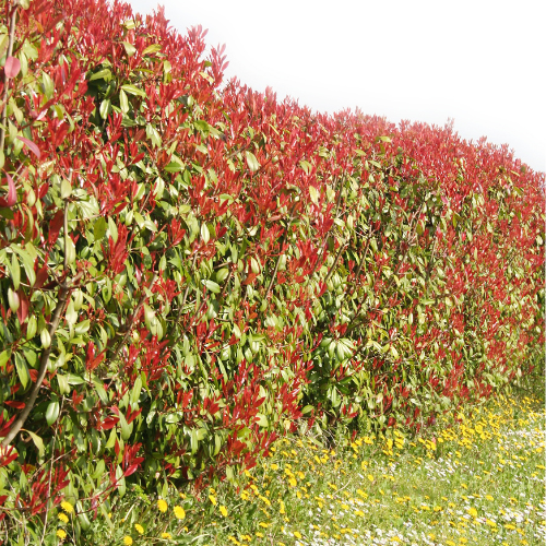 Red Tip Photinia