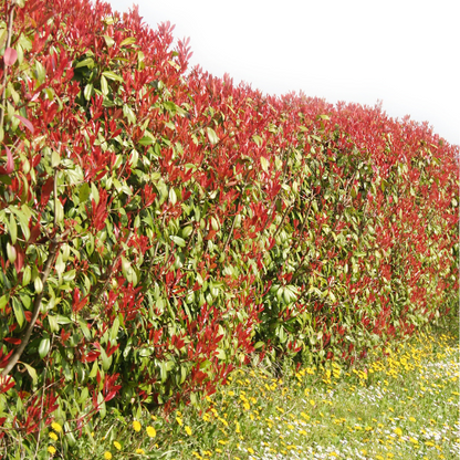 Photinia fraseri