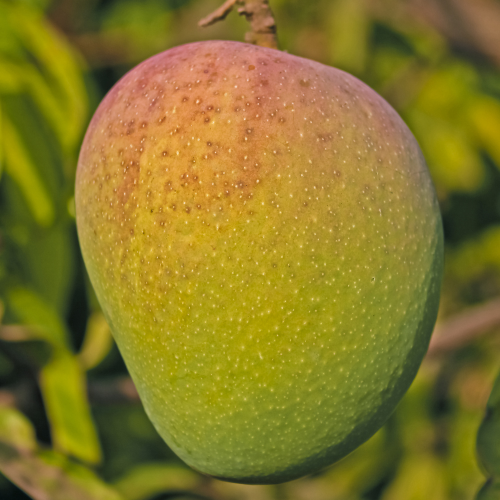 Alphonso Mango