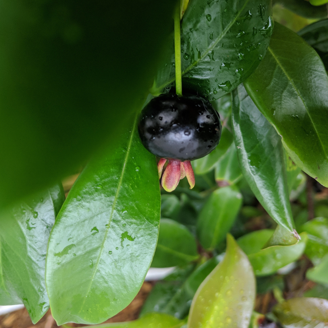 Cherry Tree - Brazilian Cherry