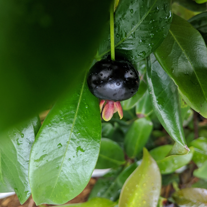 Cherry Tree - Brazilian Cherry