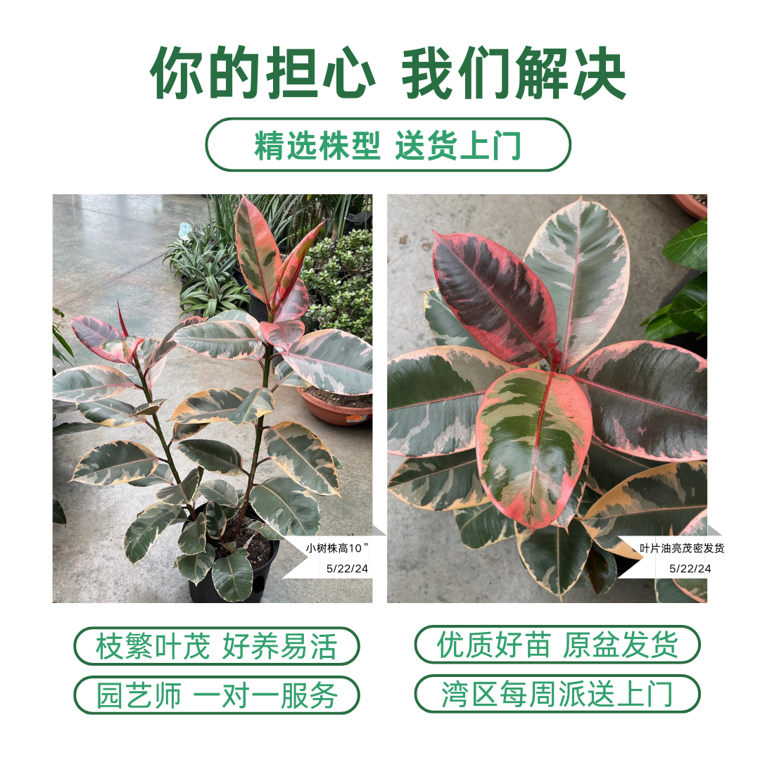 Rubber Tree-Red Guan Gong