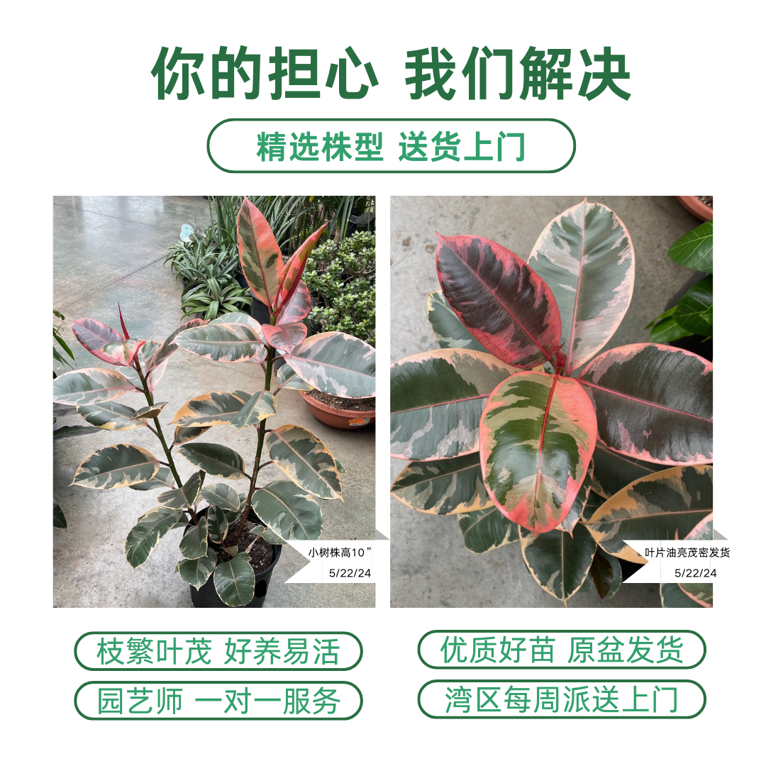 Ruby  Rubber Plant 