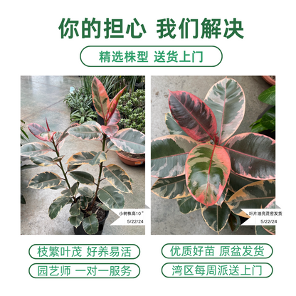 Rubber Tree-Red Guan Gong