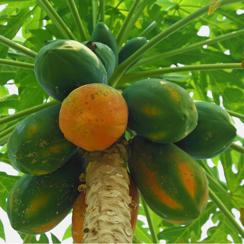 Papaya Tree - Hawaiian Papaya