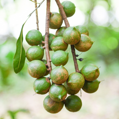 坚果树-夏威夷果·澳洲坚果