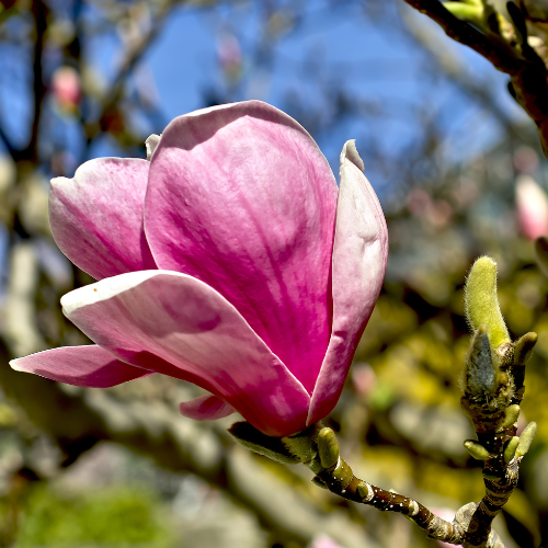 Magnolia Tree - Magnolia Jane