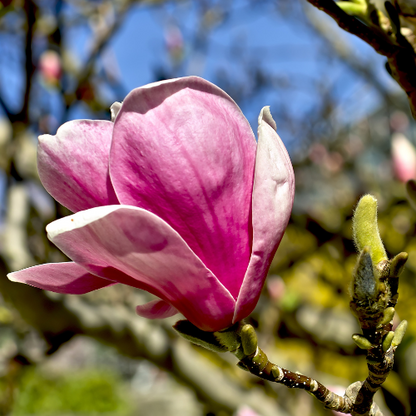 Magnolia Tree - Magnolia Jane