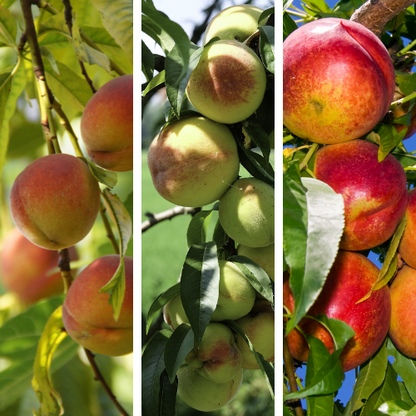 Peach Tree-Three-in-one Peach Tree