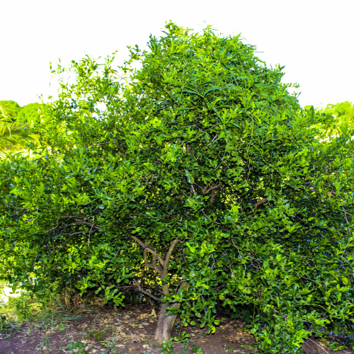 Kaffir  Lime 