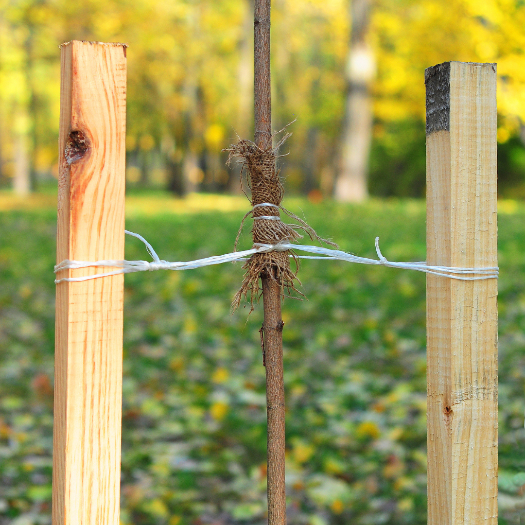 Planting pole-wood