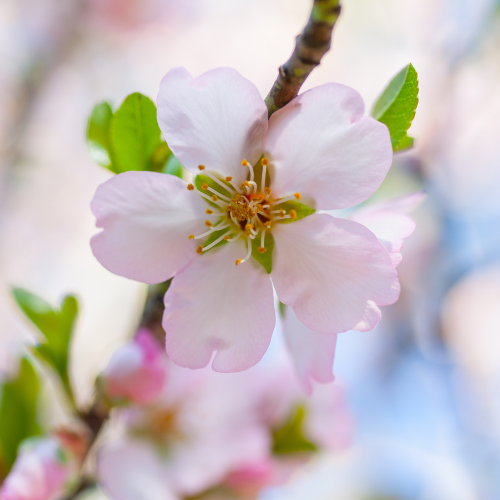 All-In-One Almond
