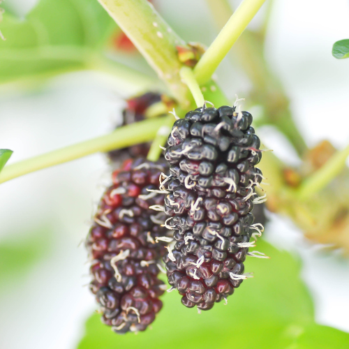 Tea‘s Weeping Mulberry