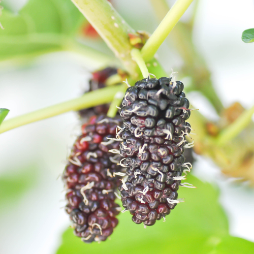 Mulberry Tree - Morus alba