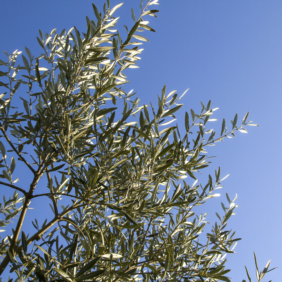 Olive Tree - Fruitless Olives