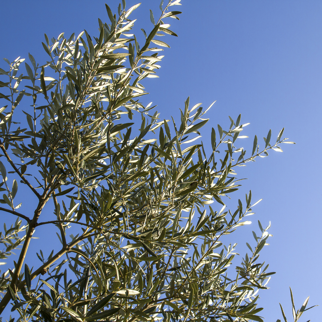 Fruitless Olive
