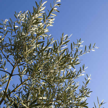 Olive Tree - Fruitless Olives