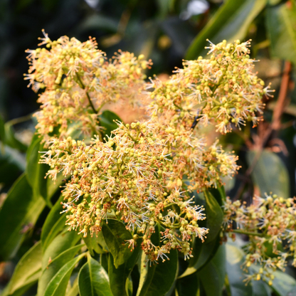 Lychee Tree-Sweetheart Lychee