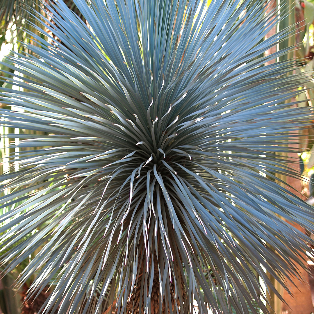 Blue Yucca 'Blue Sentry'
