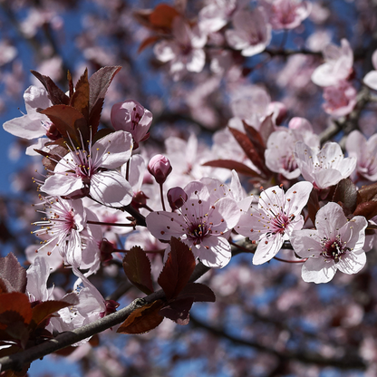 Purple Leaf Plum-Purple Red Leaf