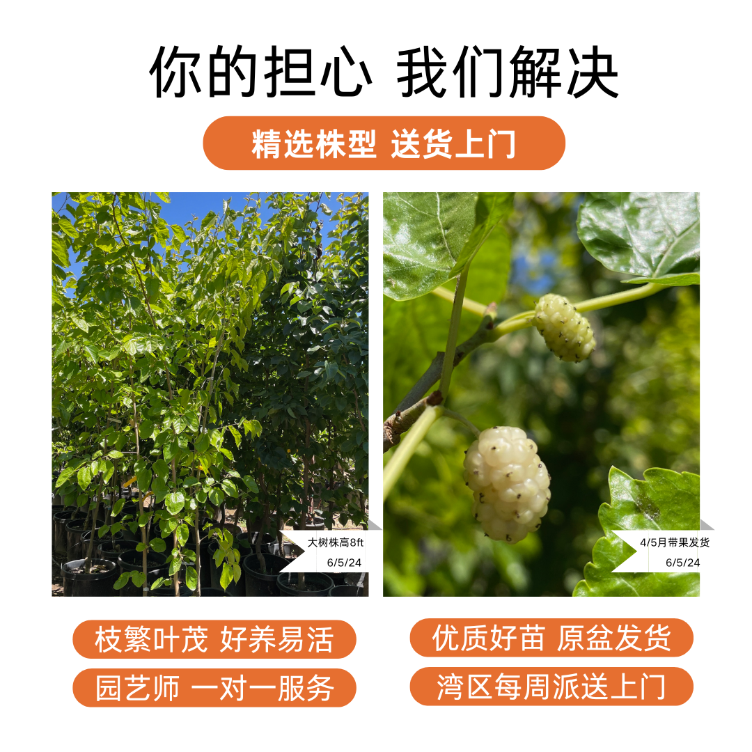 Mulberry Tree - White Mulberry