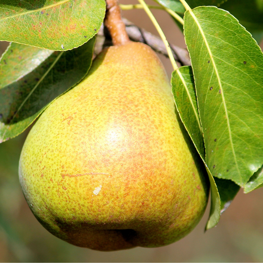 European Pear Trees – Warren Pyrus