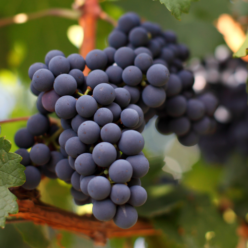 Kyho Grape
