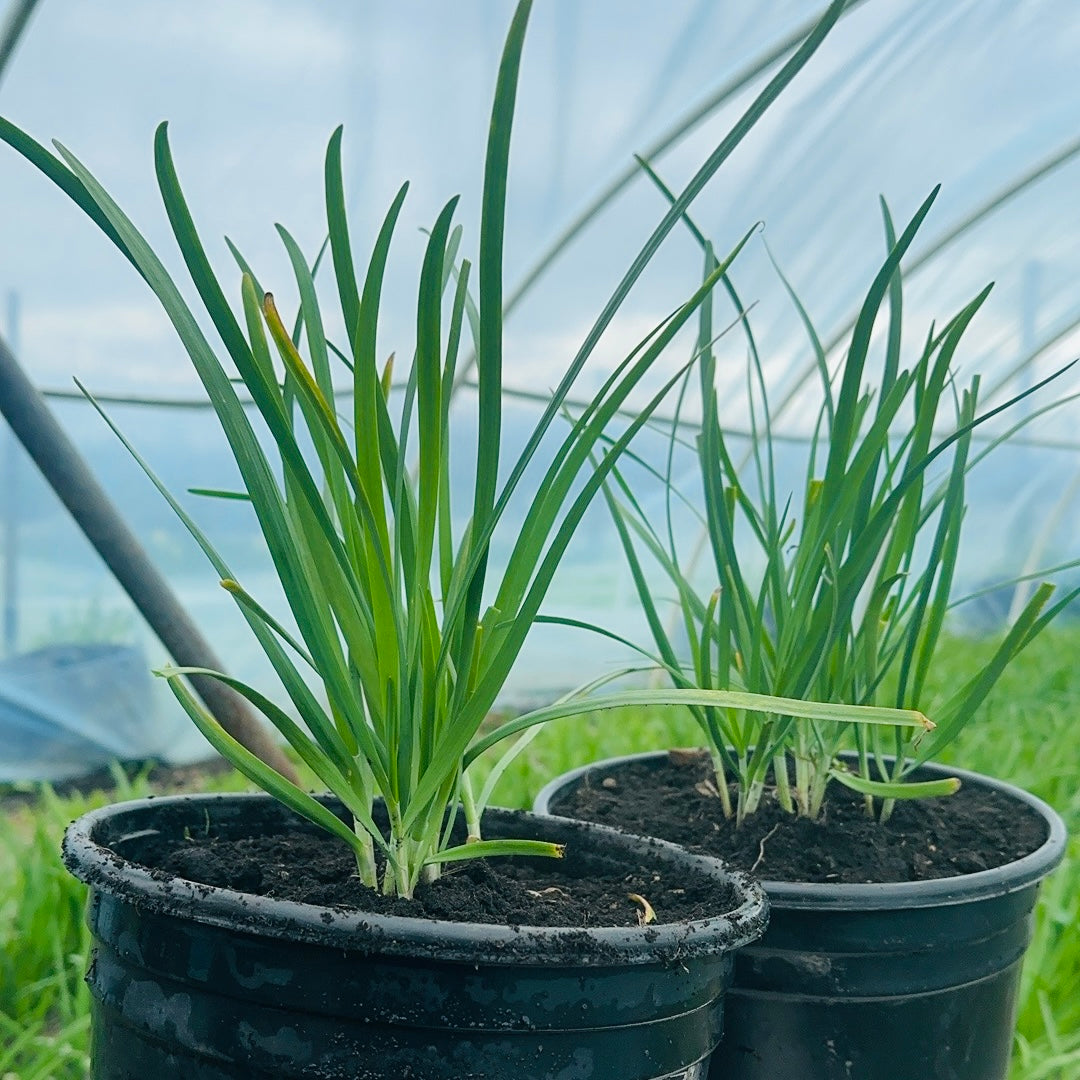 Caishu-Group purchase/mailing leek roots