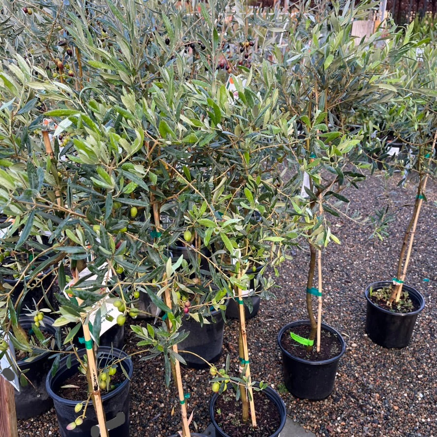 Olive Trees - Arbequina