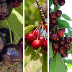 樱桃树-多合一 3-N-1 Sweet  Cherry