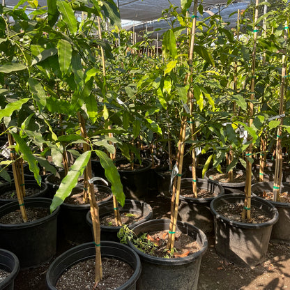 Rare fruit tree-Achacha Golden Mangosteen