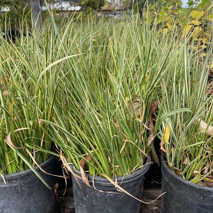 Grass-Golden Iris