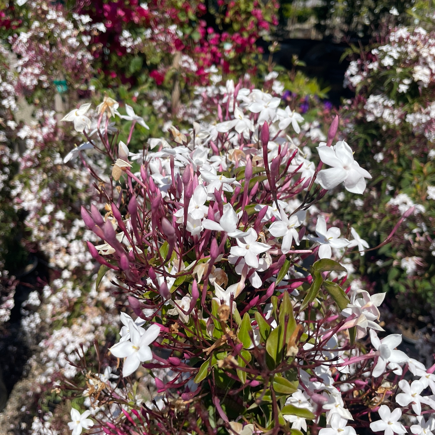 Pink Jasmine