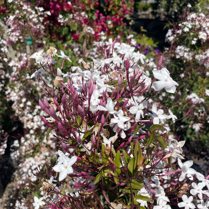 Jasmine-Jasmine multiflora