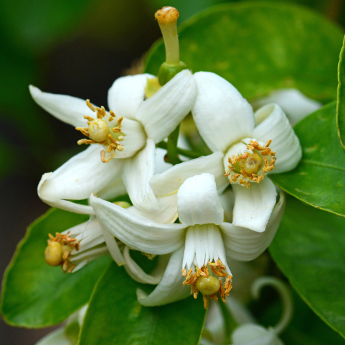 Grapefruit Tree - Chandler Grapefruit